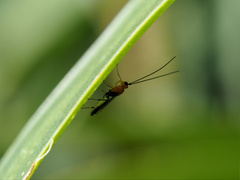 Oedemopsis