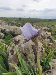 Iris hermona