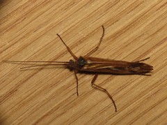 Limnephilus binotatus