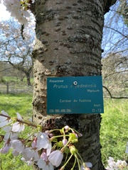 Prunus × yedoensis
