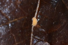 Bilobella
