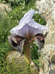 Iris hermona