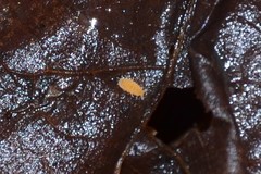 Bilobella