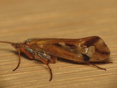 Limnephilus binotatus