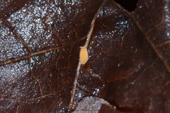 Bilobella