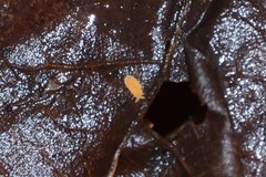 Bilobella