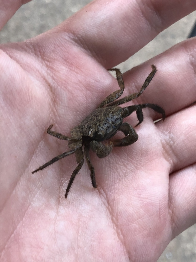 Parasesarma pictum from 三河湾国定公園, 愛知県, JP on August 12, 2021 at 05:30 PM ...