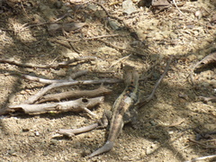 Microlophus occipitalis