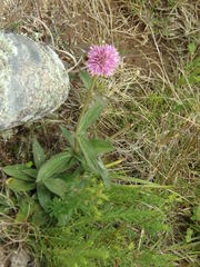 Gomphrena pulchella