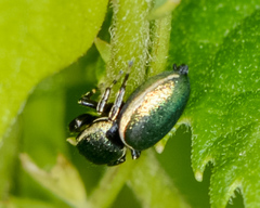 Sassacus papenhoei