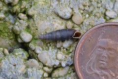 Clausilia rugosa parvula