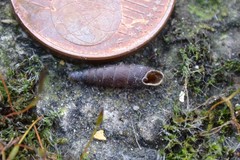 Clausilia rugosa parvula