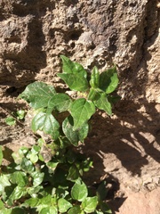 Parietaria judaica