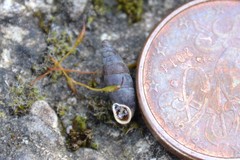 Clausilia rugosa parvula