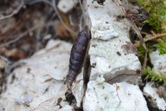 Clausilia rugosa parvula