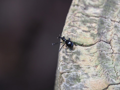 Rhynolaccus formicarius