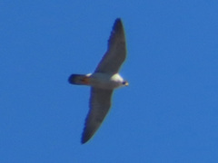 Falco peregrinus