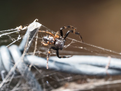 Xysticus bimaculatus