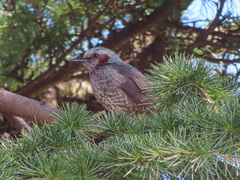 Hypsipetes amaurotis