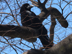Corvus macrorhynchos