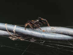 Xysticus bimaculatus