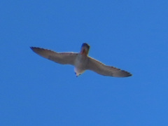 Falco peregrinus