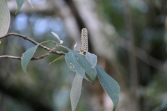 Leucosceptrum canum