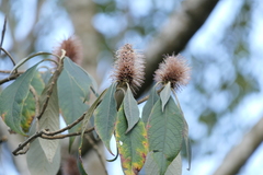 Leucosceptrum canum