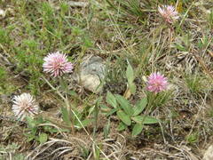 Gomphrena pulchella
