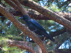 Corvus macrorhynchos
