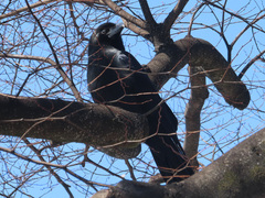 Corvus macrorhynchos