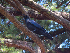 Corvus macrorhynchos
