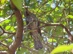 Hypsipetes amaurotis