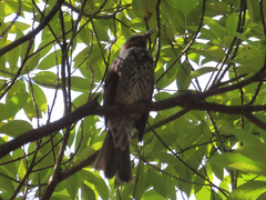 Hypsipetes amaurotis