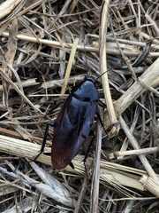 Periplaneta fuliginosa