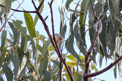 Pardalotus rubricatus