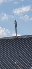 Buteo buteo