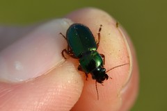 Harpalus