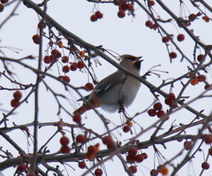 Bombycilla garrulus garrulus