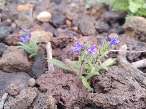 Echium bonnetii image