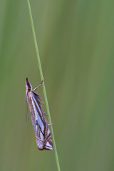Crambus pratella