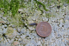 Clausilia rugosa parvula