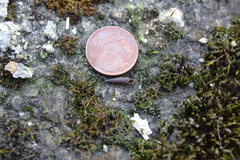 Clausilia rugosa parvula