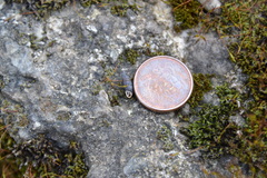 Clausilia rugosa parvula