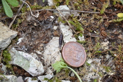 Clausilia rugosa parvula
