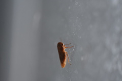 Rhytidodus