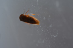 Rhytidodus