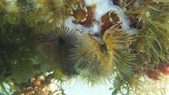 Branchiomma luctuosum