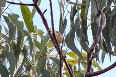 Pardalotus rubricatus