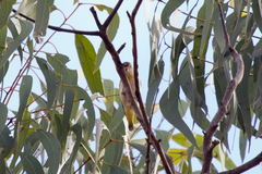 Pardalotus rubricatus